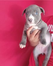 Blue nose American Pi tbull terrier puppies available