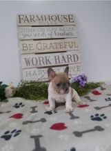 Two Lovely French Bulldog puppies available.