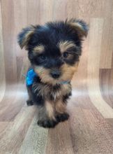 Cute And Adorable Teacup Yorkie Puppies For Free Adoption