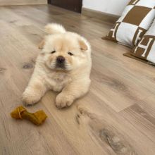 Cute Male and Female Chow Chow Puppies Up for Adoption...