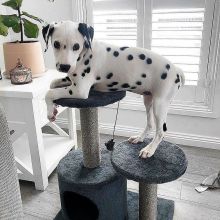 Cute Male and Female Dalmatian Puppies Up for Adoption...
