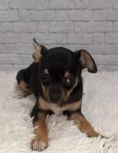 Darling male and female T-Cup Chihuahua puppies For Adoption