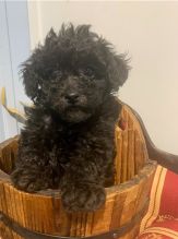 Gorgeous female and male Toy Poodle puppies.
