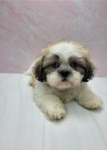 Lovely Shih Tzu Puppies.