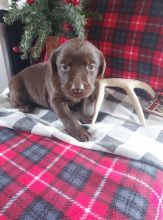 Sweet and affectionate Labrador Retriever puppies.