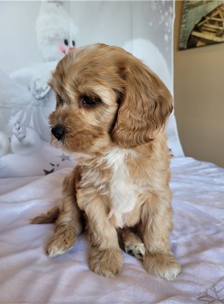 Cute Cavapoo puppies Image eClassifieds4u