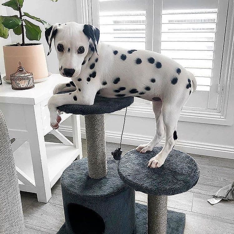 Cute Male and Female Dalmatian Puppies Up for Adoption... Image eClassifieds4u