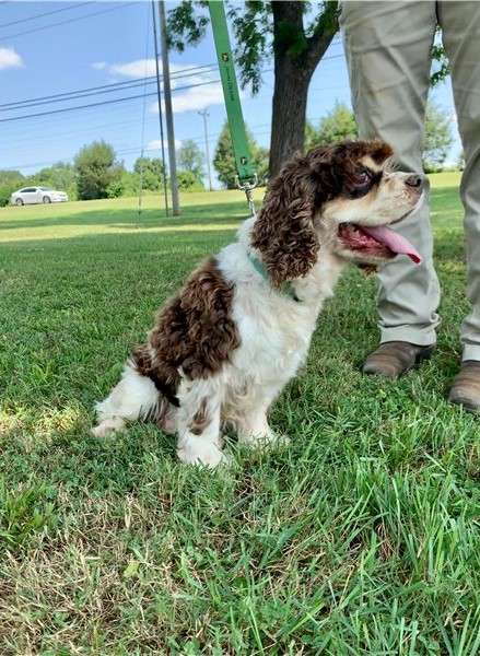 Loving er Spaniel puppies Image eClassifieds4u