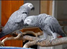 Gabon grey parrot for sale