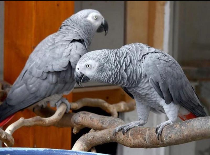 Gabon grey parrot for sale Image eClassifieds4u