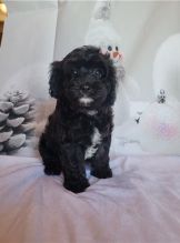 Adorable male and female Cavapoo puppies.
