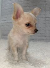 Apple head Teacup Chihuahua puppies Available