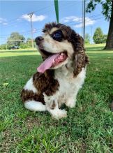Cute er Spaniel puppies available
