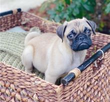Lovely pug puppies Ready to go