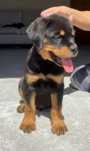 Purebred German Rottweiler Puppies