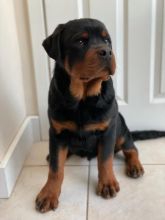 Purebred German Rottweiler Puppies