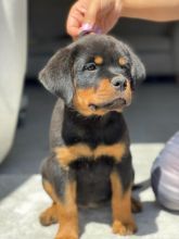 Purebred German Rottweiler Puppies