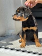 Purebred German Rottweiler Puppies