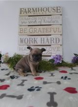 Two Lovely French Bulldog puppies available.