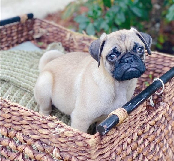 Lovely pug puppies Ready to go Image eClassifieds4u