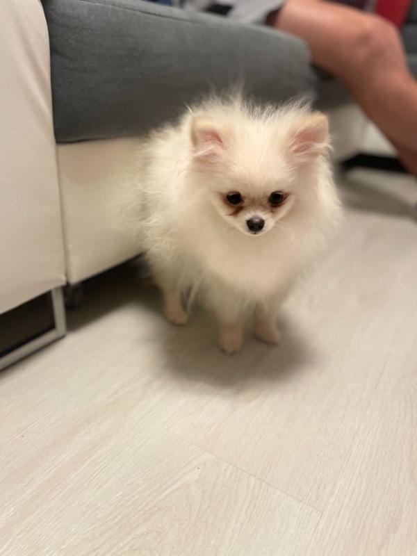 Lovely pug puppies Ready to go Image eClassifieds4u