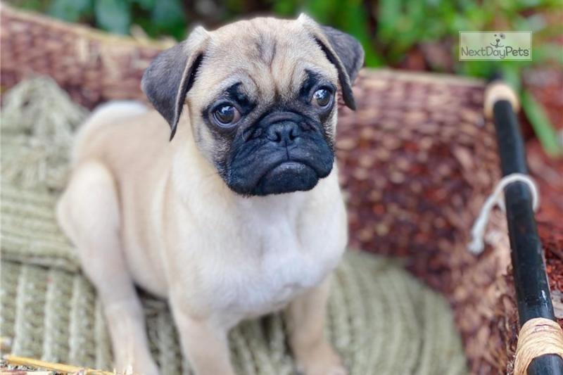 Lovely pug puppies Ready to go Image eClassifieds4u