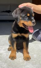 Purebred German Rottweiler Puppies Image eClassifieds4U