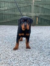 Purebred German Rottweiler Puppies Image eClassifieds4U