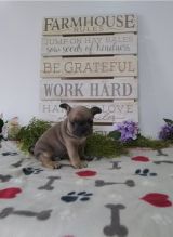 Two Lovely French Bulldog puppies available. Image eClassifieds4u 1