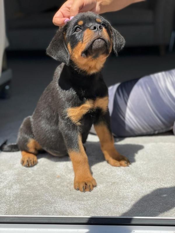 Purebred German Rottweiler Puppies Image eClassifieds4u