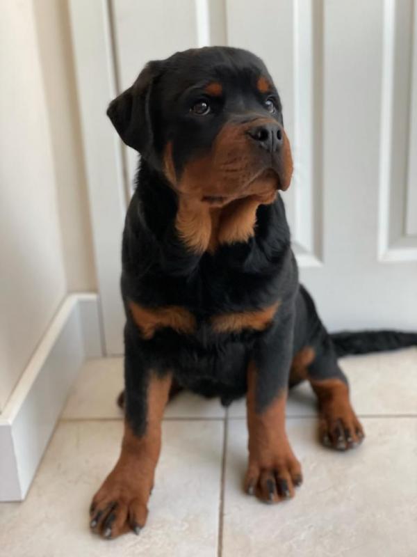 Purebred German Rottweiler Puppies Image eClassifieds4u
