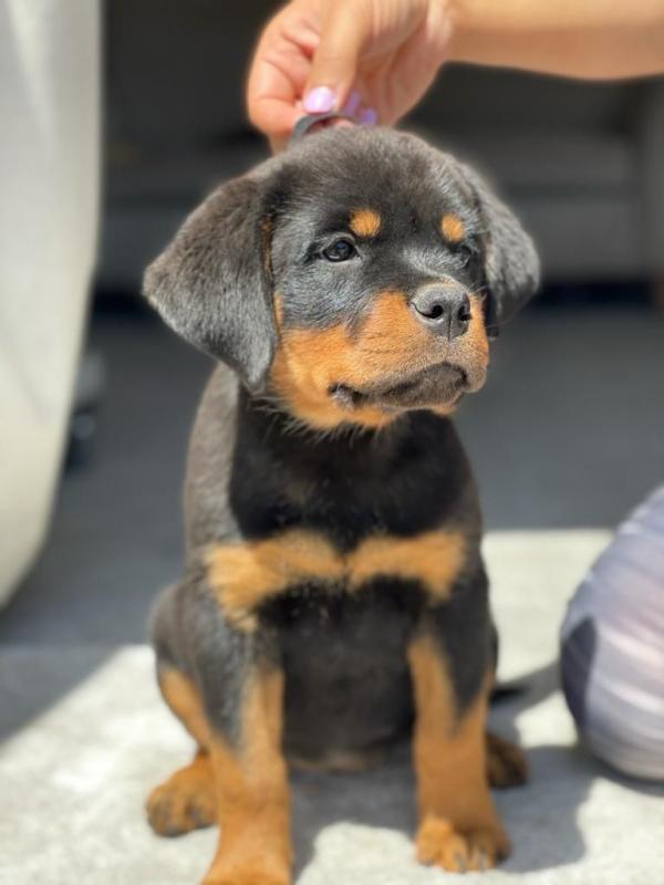 Purebred German Rottweiler Puppies Image eClassifieds4u
