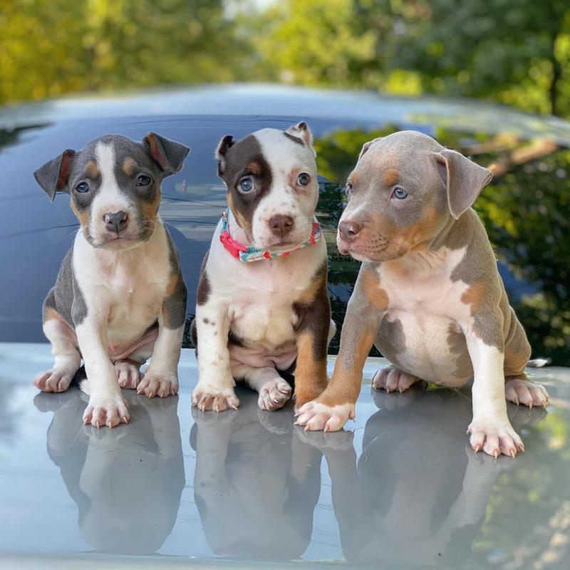 💗🍀NEW YEAR 🐶 MALE 🐕 FEMALE 👪 AMERICAN PITBULL TERRIER PUPPIES 💕💕 Image eClassifieds4u