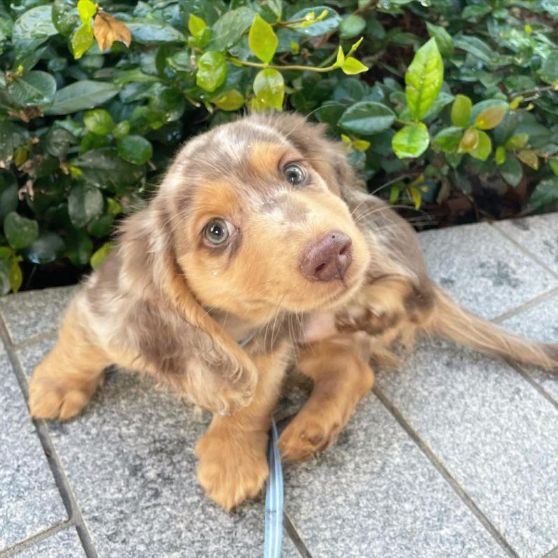 🟥🍁🟥 NEW YEAR🐶 MALE/FEMALE 👪 DACHSHUND PUPPIES 💕💕 Image eClassifieds4u