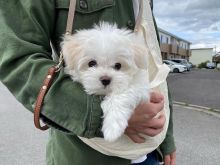 💗🍀CHRISTMAS 🐶 MALE 🐕 FEMALE 👪 MALTESE PUPPIES 💕💕