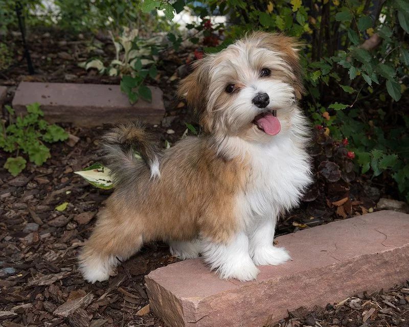 🟥🍁🟥 NEW YEAR🐶 MALE/FEMALE 👪 HAVANESE PUPPIES 💕💕 Image eClassifieds4u