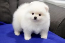 Awesome Pomeranian Puppies Available for Rehoming