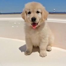LOVELY AND HEALTHY GOLDEN RETRIEVER PUPPIES Image eClassifieds4u 2