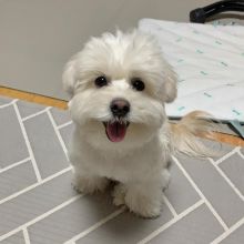 Adorable maltese puppies for adoption