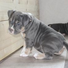 Amazing America bully puppies for adoption