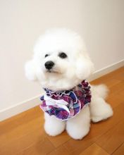 Beautiful bichon frise puppies for adoption