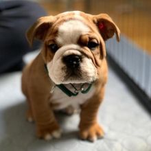 Cute Male and Female English Bulldog Puppies Up for Adoption...