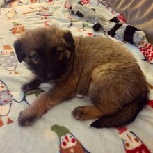 smart and available German shepherd puppies for adoption.