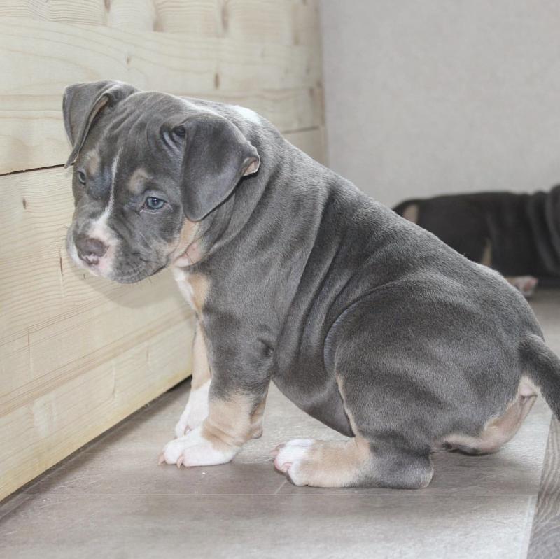 Amazing America bully puppies for adoption Image eClassifieds4u