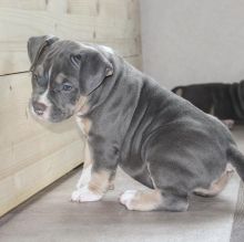 Amazing America bully puppies for adoption Image eClassifieds4U