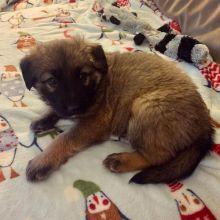 smart and available German shepherd puppies for adoption. Image eClassifieds4U