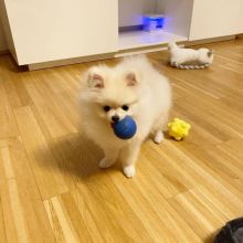 smart teacup pomeranian puppies for adoption, Image eClassifieds4U