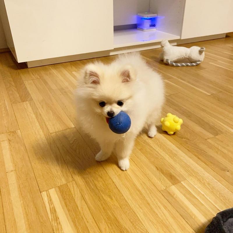 smart teacup pomeranian puppies for adoption, Image eClassifieds4u