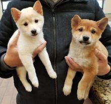 C.K.C MALE AND FEMALE SHIBA INU PUPPIES AVAILABLE