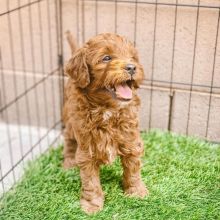 emale Toy Poodles Puppies For Adoption(stellajames1243@gmail.com)